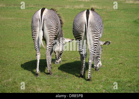 Two Zebras Grazing Viewed From Behind Stock Photo