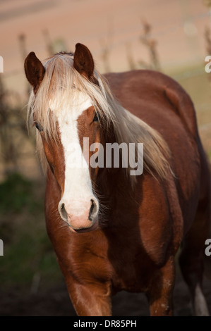 Beautiful portrait of a chestnut and white horse. Stock Photo