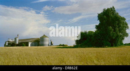 Grain silo and clump of trees in field of ripening wheat Cambridgeshire Stock Photo