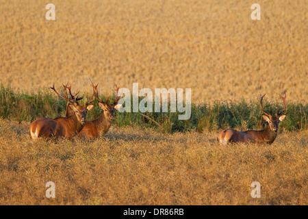 Herd of red deer (Cervus elaphus) stags traversing field in summer