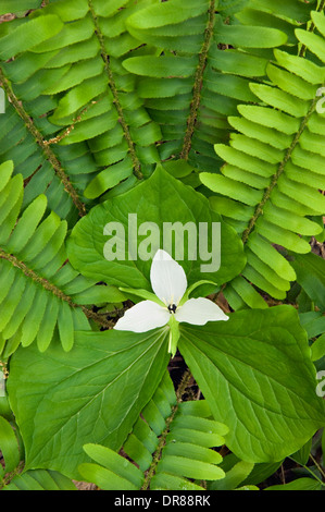 Sweet White Trillium Growing Amid Ferns in the Great Smoky Mountains National Park in Tennessee Stock Photo