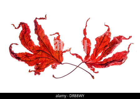 Studio shot of Japanese Maple leaves on a white background. Stock Photo