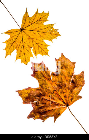 Studio shot of Autumnal fallen maple leaves on a white background. Stock Photo