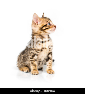 Bengal kitten with reflection on white background Stock Photo