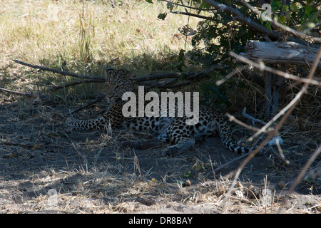 A leopard hunting camp near Khwai River Lodge by Orient Express in Botswana; within the Moremi Game Reserve Wild. Stock Photo