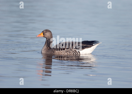 Greylag goose, Anser anser, single bird on water, Gloucestershire, January 2014 Stock Photo