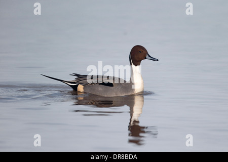 NORTHERN PINTAIL Anas acuta Gloucestershire Stock Photo - Alamy