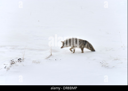 A lone coyote stalking a small prey animal Stock Photo