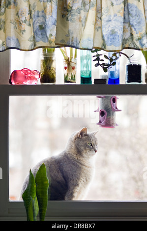 Gray Cat Sitting Outside on Windowsill Stock Photo