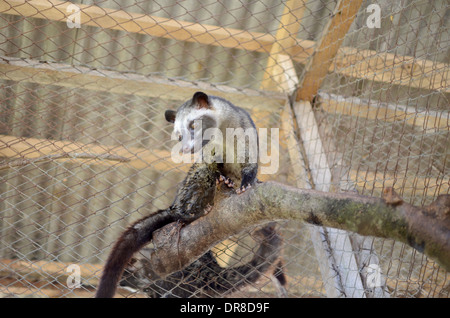 Picture of an Asian Palm Civet (Luwak) on a ranch at the Luwak Mas coffee factory in Pranggang Village. Stock Photo