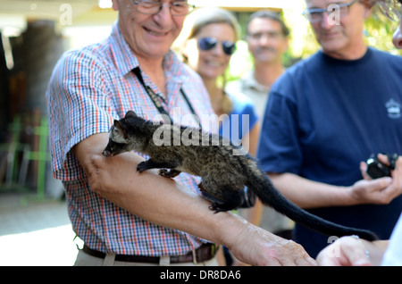 Tourists from Germany holding a civet while looking at the process of making Luwak Coffee in Kediri, East Java, Indonesia Stock Photo