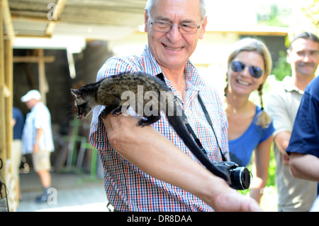 Tourists from Germany holding a civet while looking at the process of making Luwak Coffee in Kediri, East Java, Indonesia Stock Photo