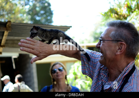 Tourists from Germany holding a civet while looking at the process of making Luwak Coffee in Kediri, East Java, Indonesia Stock Photo