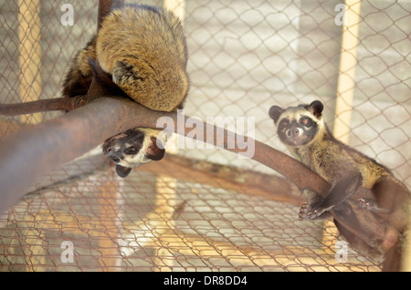 Picture of Asian Palm Civet (Luwak) on a ranch at the Luwak Mas coffee factory in Pranggang Village. Stock Photo