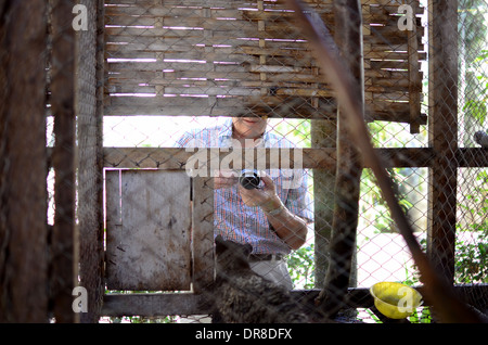 Tourist taking picture of an Asian Palm Civet (Luwak) on a ranch at the Luwak Mas coffee factory in Pranggang Village. Stock Photo
