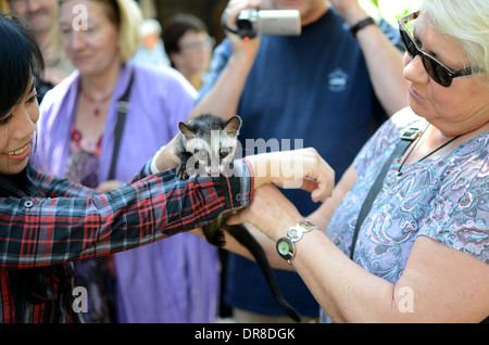 Tourists from Germany holding a civet while looking at the process of making Luwak Coffee in Kediri, East Java, Indonesia Stock Photo