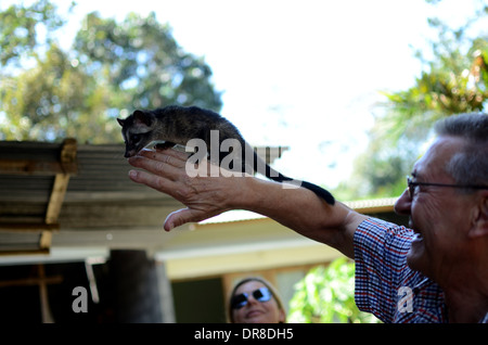 Tourists from Germany holding a civet while looking at the process of making Luwak Coffee in Kediri, East Java, Indonesia Stock Photo