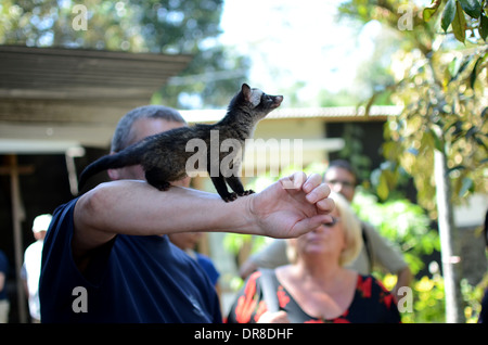 Tourists from Germany holding a civet while looking at the process of making Luwak Coffee in Kediri, East Java, Indonesia Stock Photo