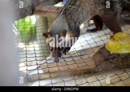 Picture of an Asian Palm Civet (Luwak) on a ranch at the Luwak Mas coffee factory in Pranggang Village. Stock Photo
