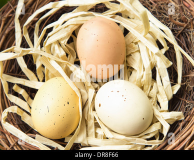 Three colored, spotted eggs in a nest Stock Photo