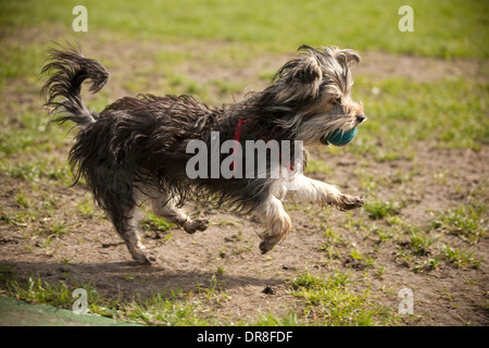 Dog Yorkshire Terrier Stock Photo