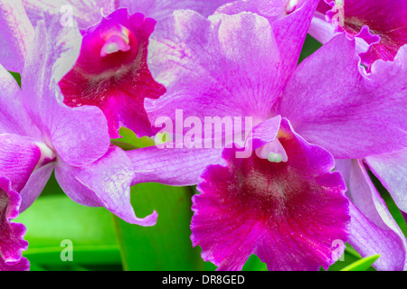 A cluster of purple and white cattleya orchids on the vine Stock Photo