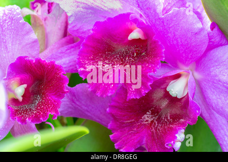 A cluster of purple and white cattleya orchids on the vine Stock Photo