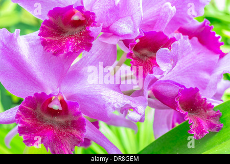 A cluster of purple and white cattleya orchids on the vine Stock Photo