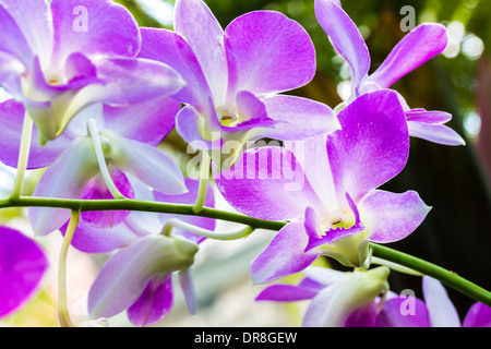 A cluster of purple and white dendrobium orchids on the vine Stock Photo