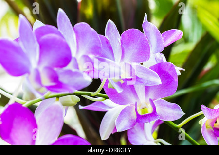 A cluster of purple and white dendrobium orchids on the vine Stock Photo