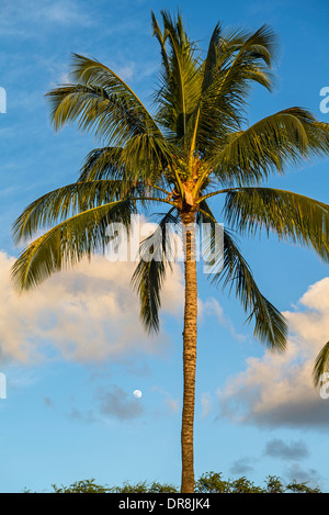 Beautiful coconut palm trees found on Maui, Hawaii. Stock Photo