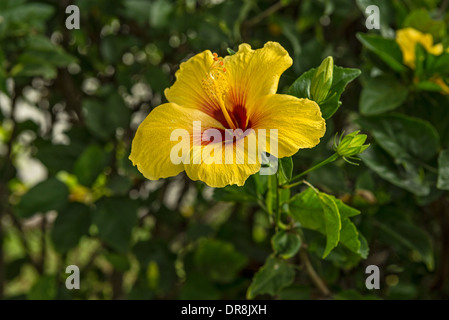 Beautiful hibiscus flowers in bloom on the island of Maui. Stock Photo