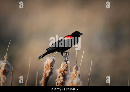 Male Red-winged Blackbird, at a prairie wetland, Alberta Canada Stock Photo