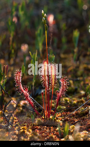 Closeup of a great sundew or Drosera Angelica Stock Photo