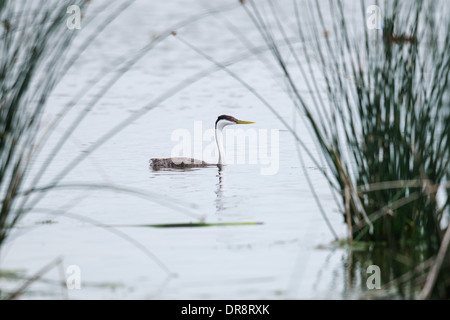 Western Grebe swimming in a prairie lake, Alberta Canada Stock Photo