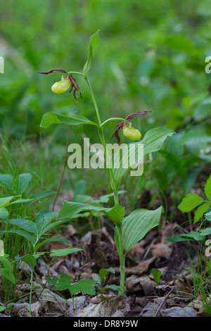 Cypripedium calceolus Frauenschuh  Lady's Slipper Stock Photo