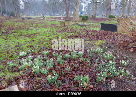 Common snowdrops Galanthus nivalis, flowering in January in Linthorpe Cemetery Nature Reserve Middlesbrough UK Stock Photo