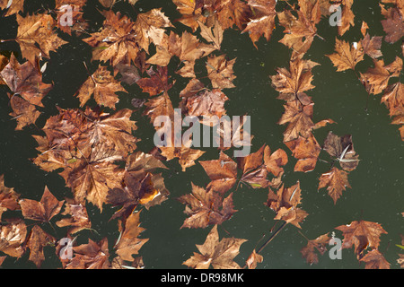 Faded maple leaves floating on water Stock Photo