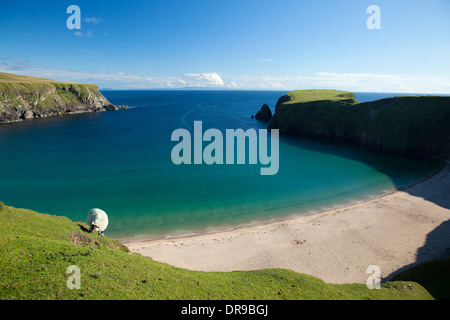 Sheep grazing above the sandy cove of Traban, Malin Beg, County Donegal, Ireland. Stock Photo
