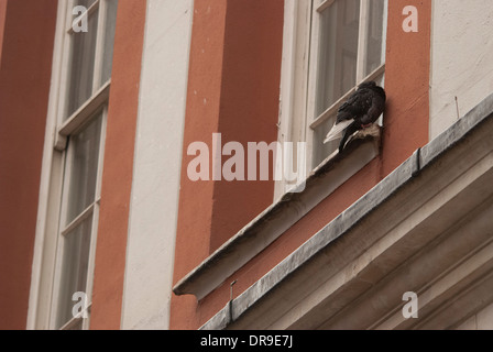Pigeon sitting precariously on a window ledge in central London on a cold winters day. Stock Photo