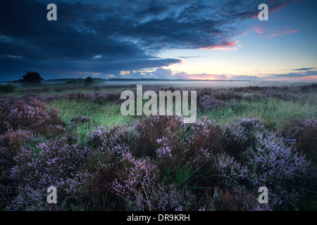 beautiful sunrise over flowering heather in summer, Drenthe, Netherlands Stock Photo