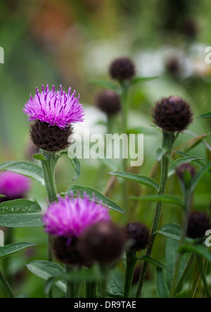Common Knapweed flowers Stock Photo