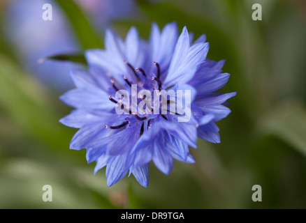 Centaurea cyanus, commonly known as cornflower Stock Photo