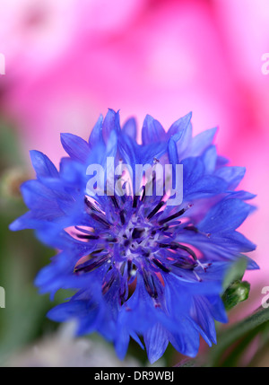 Centaurea cyanus, commonly known as cornflower Stock Photo