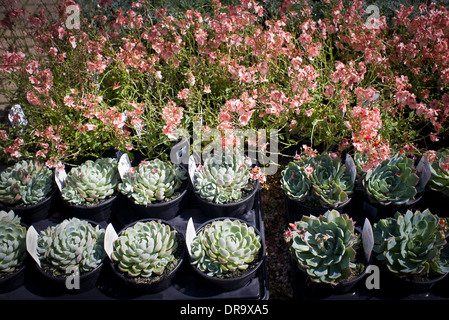 Plants including Diascia and Echeveria for sale in garden centre UK Stock Photo