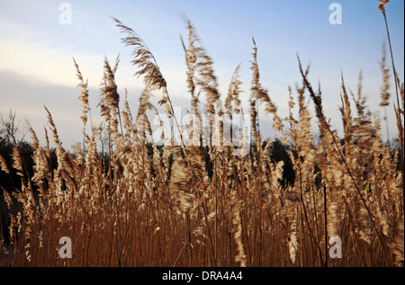 Seed heads of reeds blowing in the wind on the Norfolk Broads at Ranworth, Norfolk, England, United Kingdom. Stock Photo