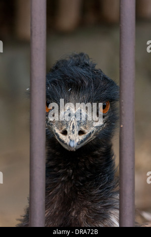 A portrait of an emu at Tama Zoo, Hino, Tokyo, Japan Stock Photo