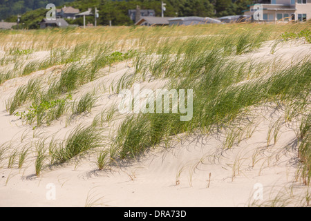 MANZANITA, OREGON, USA - Sand dunes and grass on Oregon coast.