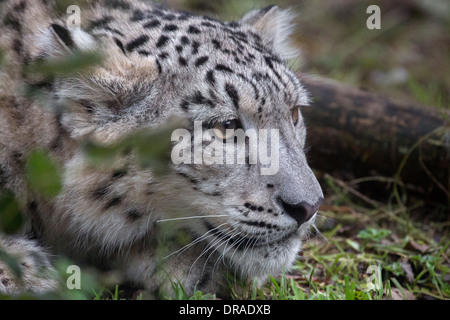 Snow Leopard cub, 7 months old. Stock Photo