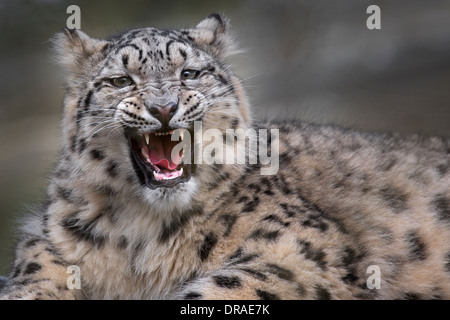 Snow Leopard cub, 8 months old. Stock Photo